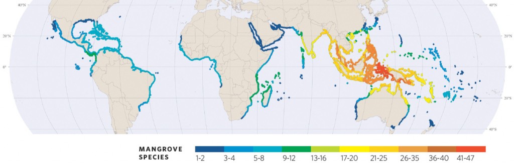 Spalding, Mark, et al. Atlas mondial des mangroves. Okinawa: International Society for Mangrove Ecosystems, 2011. Print.