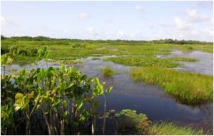 Guyane