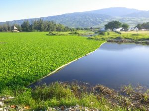 Barrage_flottant_pour_limiter_envahissement_laitues