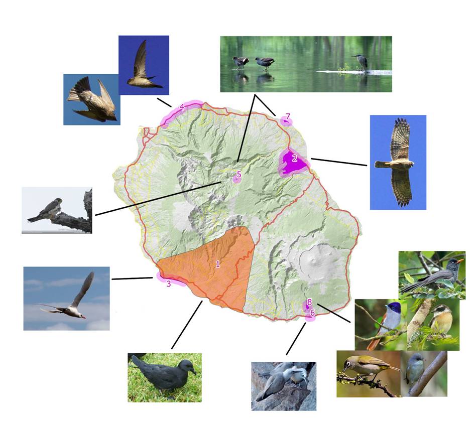 Localisation des 8 sites prioritaires et illustration des espèces principalement concernées (photos Nicolas LAURENT et SEOR) 1. Cône de vol du Pétrel noir (Pétrel noir de Bourbon) 2. La Caroline (Papangue) 3. Littoral de l'Etang Salé (Paille-en-queue à brins rouges) 4. Littoral Nord-Ouest et tunnel ferroviaire (Salangane et Hirondelle) 5. Mare à Poule d'Eau (Faucon concolore, Héron strié, Poule d'eau) 6. Fond de Parc - Basse Vallée (Noddi brun) 7. Etang de Bois-Rouge (Héron strié, Poule d'eau) 8. Matouta (Passereaux forestiers)