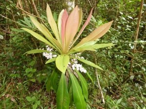 Bois de savon Badula borbonica Olivier Teyssedre ONF