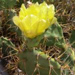 Fleur de Raquette Opuntia rubescens-CdL