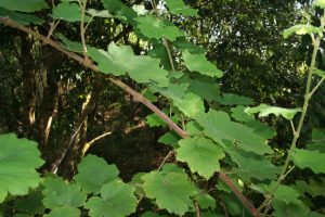 Vigne marronne Rubus alceifolius