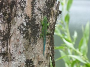 gecko vert de Hauts Phelsuma borbonica Olivier Teyssedre ONF