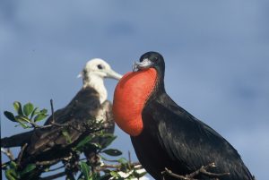 Frégate superbe - Fregata magnificens -