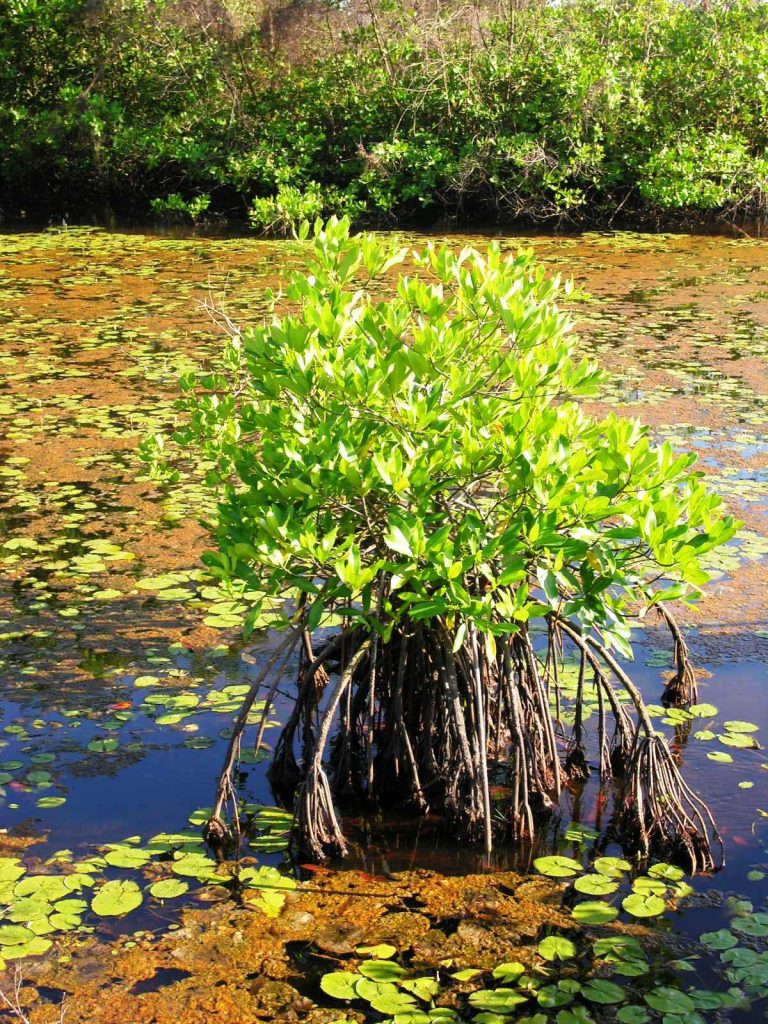 Photo Salines de Montjoly, Guyane _ credit Conservatoire du littoral