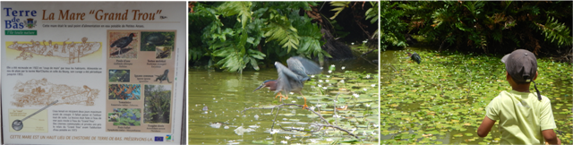 Image1
