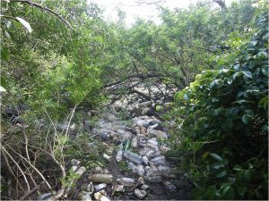 Début de l’action – Tas de déchets mangrove de Robinson © Pierre Olivier CASTEX