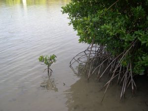 © Conservatoire du Littoral racines en échasse du palétuvier rouge Rhizophora mangle