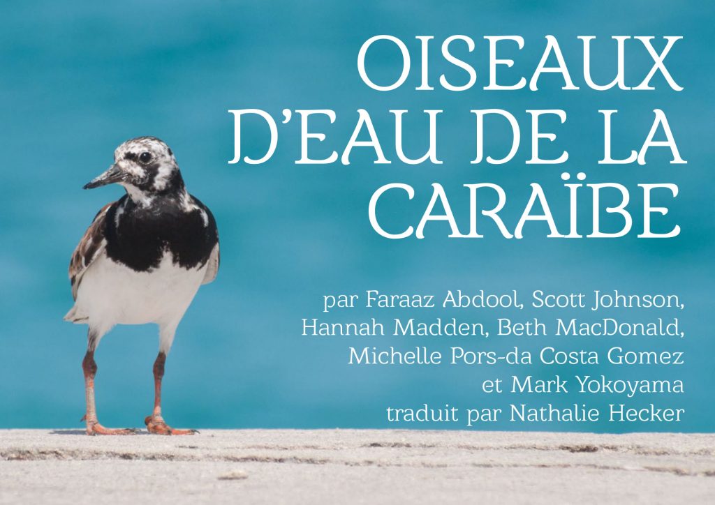 Oiseaux-deau-de-la-Caraibe