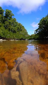 Bras de mangrove ©Alexandre Laubin