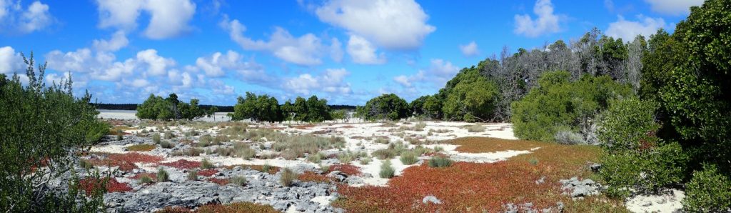 La transition entre la steppe salée, les sansouires et la mangrove se lit aisément, aucune activité humaine ne perturbe l’organisation naturelle des milieux ©Alexandre Laubin