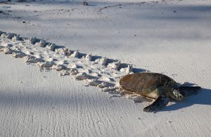 Chaque année, entre 2 000 et 11 000 tortues vertes viennent pondre sur les plages sableuses de l’île ©Lucia Simion