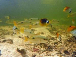 La mangrove d'Europa accueille une grande diversité de poissons récifaux ©Alexandre Laubin