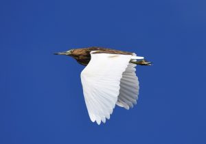 Le crabier blanc (ardeola idae), espèce mondialement menacée, se reproduit dans la mangrove d'Europa ©Alexandre Laubin
