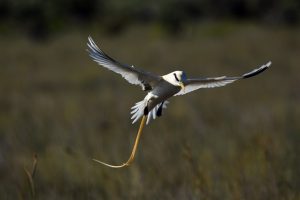 3. Entre 800 et 1 000 couples de Phaéton à bec jaune (Phaéton lepturus ssp europae) nichent chaque année sur Europa. Cette sous espèce endémique de l’île est fortement impactée par la présence du rat ©Alexandre Laubin