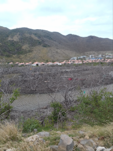 Les mangroves de l'Etang Barrière. Photo Mélanie Herteman.